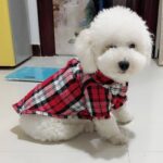 Buy pet cat dog summer spring shirt clothes on Petsasa in Kampala Uganda