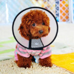 Buy Recovery Cone Collar for dog or cat in Uganda on spawtive for small dogs