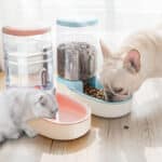 Buy Automatic Pet Food and Water Feeder for Dogs and Cats in Kampala Uganda