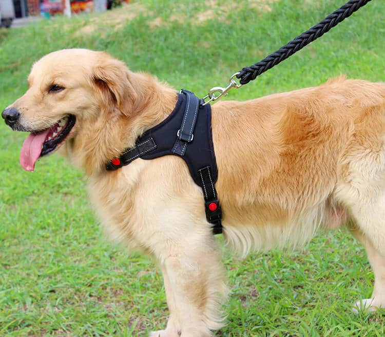 Petsasa black Strong Dog Leash and Harness Set