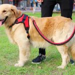 Petsasa red Strong Dog Leash and Harness Set