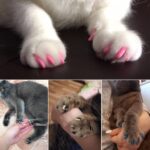 See how Anti-scratch Nail Caps for Dogs and Cats work