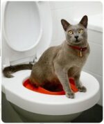 c Cat-training-Toilet-Syastem-Seat-Pet-Plastic-litter-Box-Tray-Kit-Professional-Trainer-In-Uganda-Spawtive.co.ke