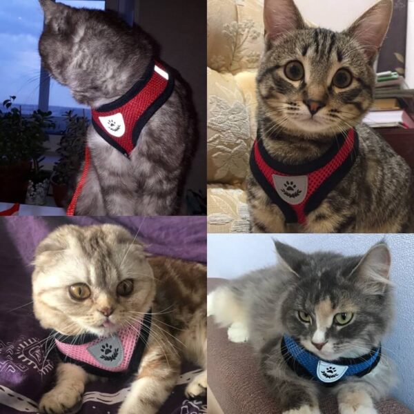 Cats Wearing Spawtive Breathable Mesh Cat Pet Harness and Leash Set in Uganda