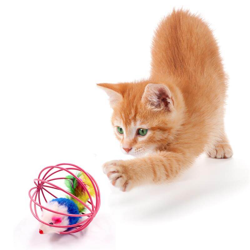 Best PetSasa Interactive Rolling Feather Cage Cat Toy