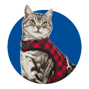 Buy Cat Collars cat leashe cat harness cat name id tag in Uganda on PetSasa