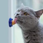 Buy Catnip Candy Cat Snack in Uganda on PetSasa