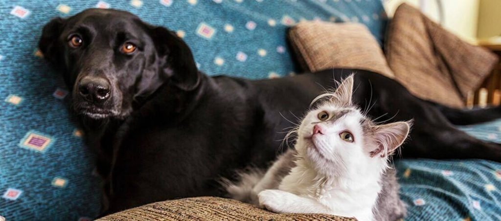 Flea and tick treatment solutions for pet cats and dogs in Uganda