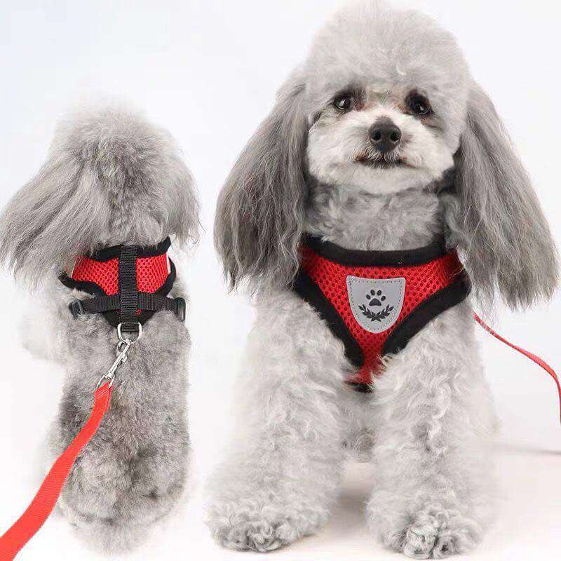 Buy Collar Harness and Leas for Small or Medium Dogs in Uganda
