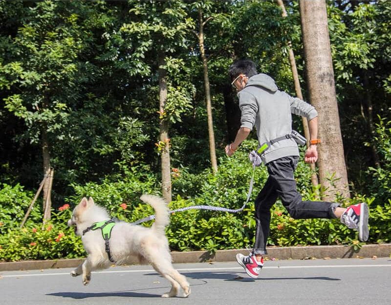 Best Hands-Free Running Dog Leash Hiking and Belt For Walking Dog in Uganda