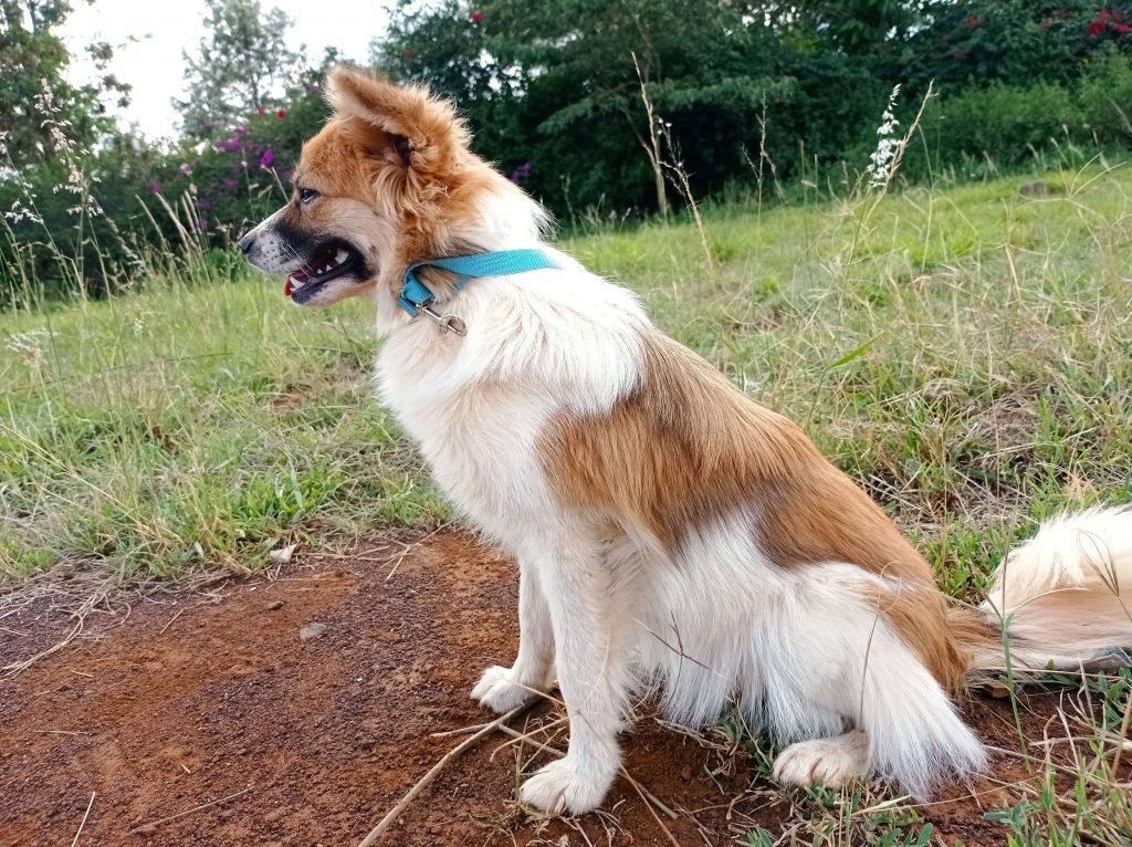 Bella Fluffy Female Dog Maltese Chiwawa Dog For Adoption in Kampala Uganda