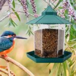 Beautiful Garden Panorama Hanging Bird Feeder in Pet Store Uganda Location