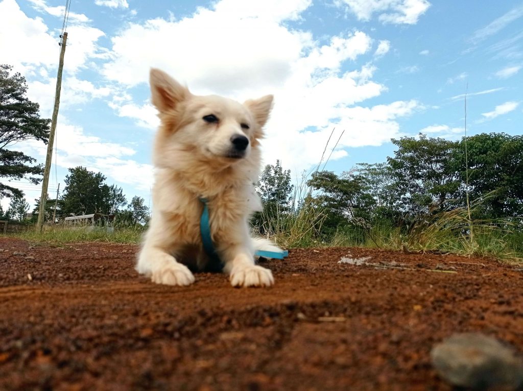 Wolf - White Fluffy Dog For Adoption in Kampala