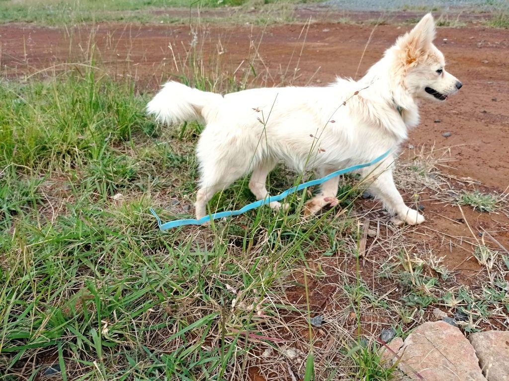 Wolf - White Fluffy Dog For Adoption in Kampala