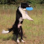 Petsasa Flying Disc Chase and Fetch Dog Toy in Kampala Uganda