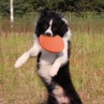 Buy Flying Disc Chase and Fetch Dog Toy in Mombasa Uganda