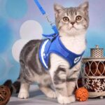 Beautiful Step-In Soft Vest Cat Harness + Leash at Petsasa Uganda in Kampala